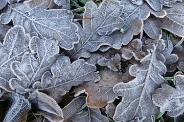 Frost covered leaves of trees on the ground in the snowy winter day.