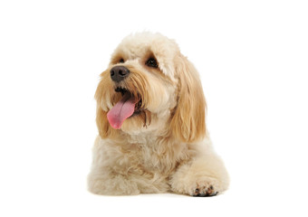 Studio shot of an adorable mixed breed dog