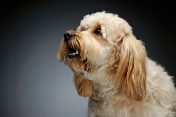Portrait of an adorable mixed breed dog