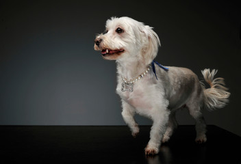 Studio shot of an adorable mixed breed dog