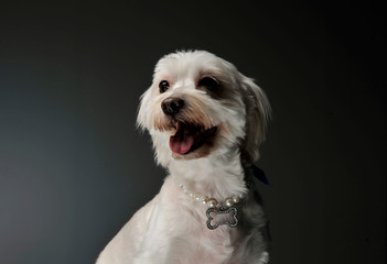 Portrait of an adorable mixed breed dog