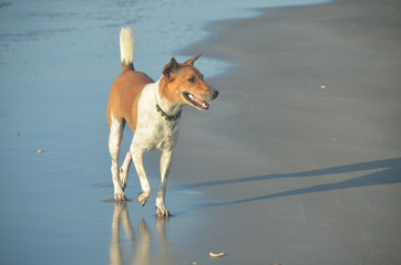 Attractive dog of non specific breed walking on a beach. Thailand.