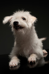 Studio shot of an adorable mixed breed dog