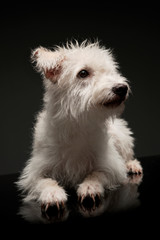 Studio shot of an adorable mixed breed dog