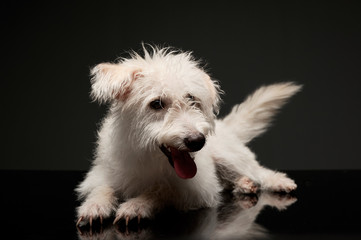 Studio shot of an adorable mixed breed dog
