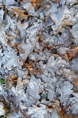 Frost covered leaves of trees on the ground in the snowy winter. 