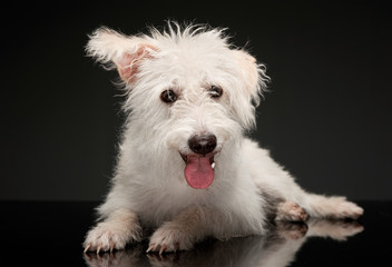 Studio shot of an adorable mixed breed dog