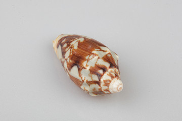 진화의 증거들-조개