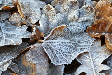 Frost covered leaves of trees on the ground in the snowy winter. 