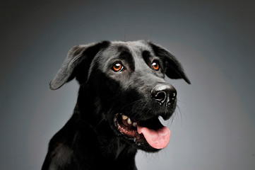 Portrait of an adorable mixed breed dog