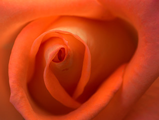 Orange red rose flower bloomed close up 