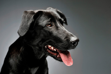 Obraz premium Portrait of an adorable mixed breed dog