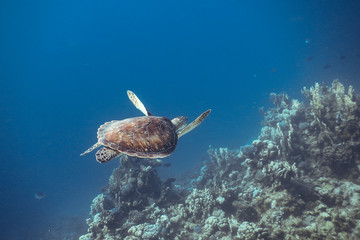 Naklejka na ściany i meble Schildkröte Coraya Bay Marsa Alam
