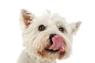Portrait of an adorable West Highland White Terrier