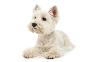 Studio shot of an adorable West Highland White Terrier