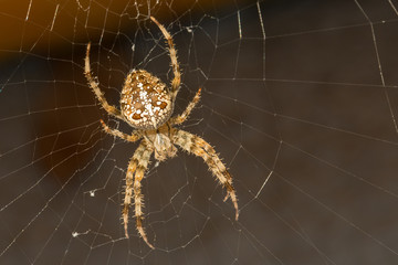 Kreuzspinne