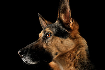 Portrait of an adorable German shepherd