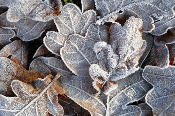 Frost covered leaves of trees on the ground in the snowy winter. 