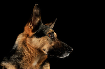 Portrait of an adorable German shepherd