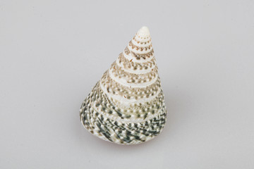 진화의 증거들-조개