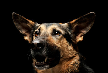 Portrait of an adorable German shepherd