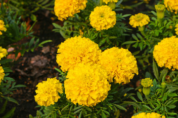 Lawn flowers are large yellow Mexican marigold (Tagetes erecta). Close-up.