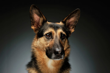 Portrait of an adorable German shepherd