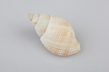 진화의 증거들-조개