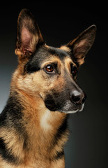 Portrait of an adorable German shepherd