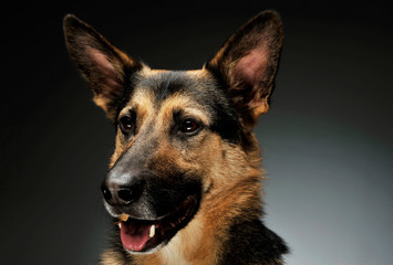 Portrait of an adorable German shepherd