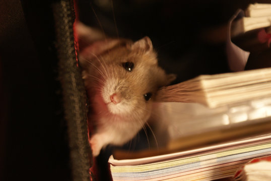 ジャンガリアンハムスター Bilder Durchsuchen 438 Archivfotos Vektorgrafiken Und Videos Adobe Stock ジャンガリアンハムスター Bilder Durchsuchen 438 Archivfotos Vektorgrafiken Und Videos Adobe Stock