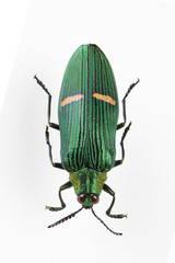 다양한 곤충들-진화의 증거