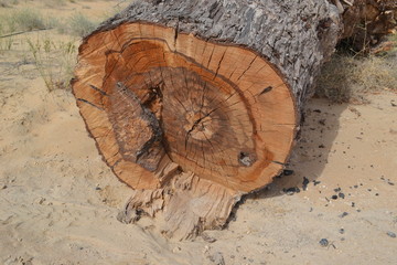 chopped tree trunk