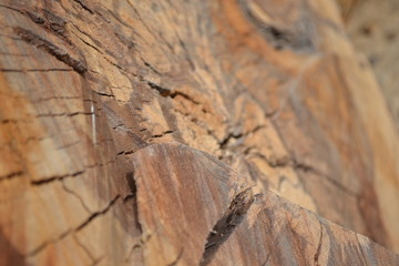 Fototapeta na wymiar chopped tree trunk closeup 