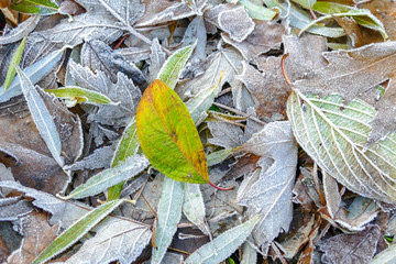 Frost covered leaves of trees on the ground in the snowy winter day.
