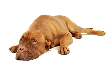 Studio shot of an adorable Cane corso italiano