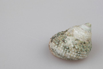 진화의 증거들-조개