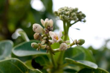 ハスノハギリの花