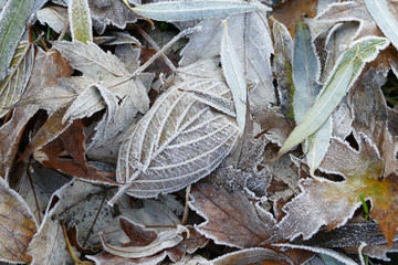 Frost covered leaves of trees on the ground in the snowy winter. 