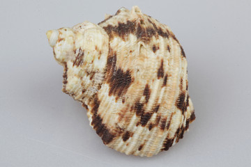 진화의 증거들-조개