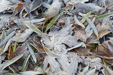 Frost covered leaves of trees on the ground in the snowy winter day.