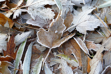 Frost covered leaves of trees on the ground in the snowy winter day.