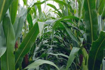 Dense green field, a thriving, high corn