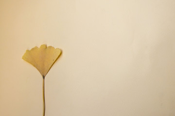 Naklejka premium Yellow ginkgo biloba leaf used in medicine, autumn leaf on pale yellow background