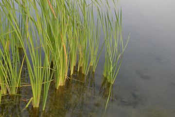 green grass and water