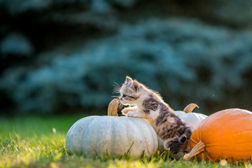 Cute siblings kittens play and sit around pumpkins on green autumn grass on a meadow. Warm evening light, photo shoot in the golden hour on October day shortly before Halloween.
