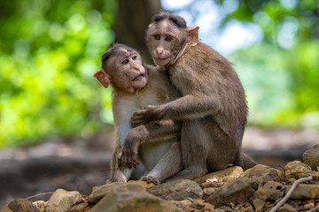 Naklejka na ściany i meble macaques playing and fighting to each other inthe dark tropical forest in the Sanjay Gandhi National Park Mumbai Maharashtra India.