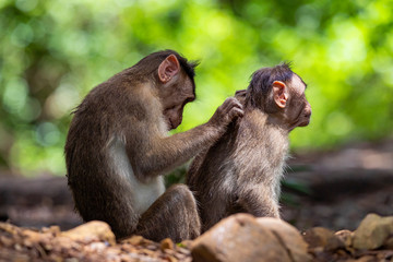 macaques playing and fighting to each other inthe dark tropical forest in the Sanjay Gandhi National Park Mumbai Maharashtra India.