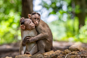 macaques playing and fighting to each other inthe dark tropical forest in the Sanjay Gandhi National Park Mumbai Maharashtra India.
