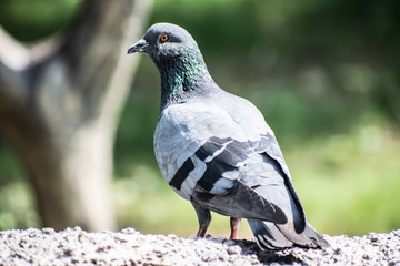 It is Indian Pigeon bird it likes seeds fruit and plants 